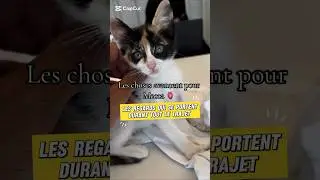 Les choses avancent pour Mecca🐈#cat #shorts #ytshorts #viral