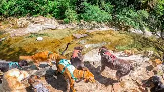 Friday Pack Hikes Up Clear Creek Outside of Portland, Oregon! Dog Pack Adventure!