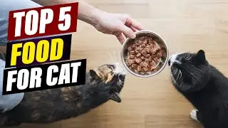 Best Diet Food for Overweight Cats: Healthy Weight Loss Solutions