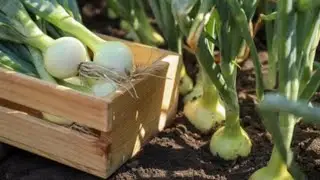Onion field after 10 days😳|| Agriculture vlogs in Spain|| 2022