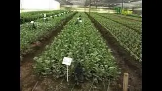 Tecnicas de Fertilizacion y Reproduccion Vegetal In Vitro -  micropropagación  - Juan Gonzalo Angel
