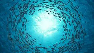 No copyright sea fish video | Stock video |Animal | Copyright free videos for youtube | Royalty free