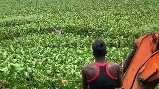 Simple method of Cleaning water hyacinth in contaminated lakes. #lakes #waterhyacinth #hosur