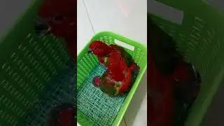 CHATTERING LORY BREEDING PROCESS (lorius garrulus) ,  #nuriternate #kasturiternate #lory #lorikeet