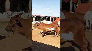Northern Bypass Cow and Cattle Mandi 2026 Karachi The heaviest Calf in the Market #cow#bull