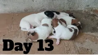 Dogs Life: Day 13 – Mama Dog Very Protective Today