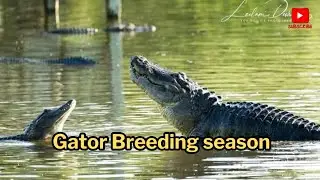 Gator Breeding Season EXPLAINED | Shocking Alligator Reproduction Behavior! #gators  #animal