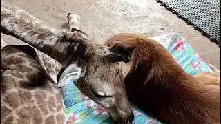 Anti-poaching dog Hunter loves his giraffe friend