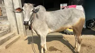 झोटा रेस #jhota #jhotaracenew #farming #viralvideo #trending #animals #teotiabailrace #findingbail