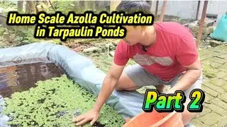 Home Scale Azolla Cultivation in Tarpaulin Ponds PART 2