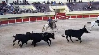 Les Saintes-Maries de la Mer La Camargue aux Arènes & Course Camarguaise - Le film