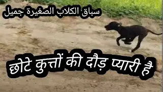 Small Dogs Race Lovely Dog Pet puppys