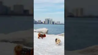 Daily&rsquo;s 64 :  Montrose dog beach | Dec 17 2025 | 11:11am | daily&rsquo;s walks