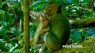 Poor Abandoned baby monkey Elpida still stick with brother Roberto she don't go forage herself