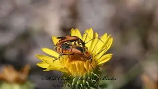Chauliognathus basalis  COLORADO SOLDIER BEETLES 3025674