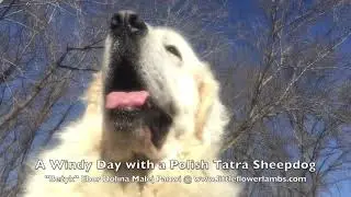 Polish Tatra on a Windy Day