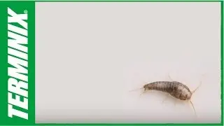 How to Get Rid of Silverfish and More Silverfish Facts