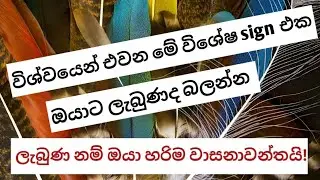 ඔබ මේ දවස් වල පිහාටු දකිනවාද? 🪶 විශ්වය කියන  පණිවිඩ මෙන්න✨ 