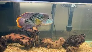 THE GREEN TERROR CICHLID !!! (Care Guide & Info)