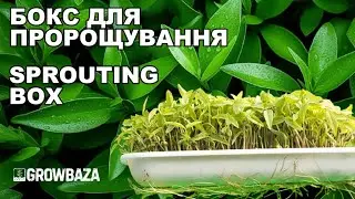 MINI BOX FOR SPROUTING #growplants #sproutingseeds #microgreen #agronomia #hydroponics