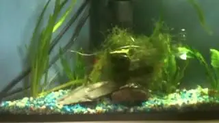 Star Trek vs fish