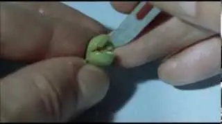 The Tiny Brain Of The Pea.