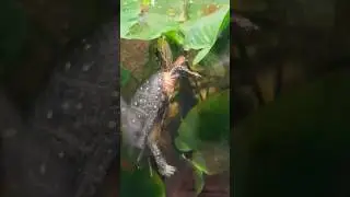 Turtle biting leaf during lunch time but it floats away on the water. Cool zoo video clips