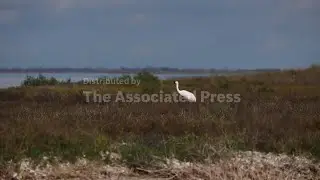 New sanctuary hopes to protect endangered whooping crane