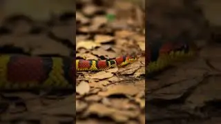 Coral Snake &ndash; The Beauty with Danger