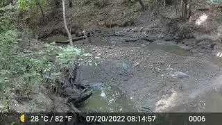 Wildlife in Buffalo Bayou Park: Possum (and babies), a Bat, Herons, & Hawks