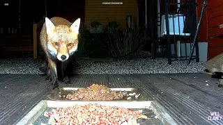 The foxy crew dining