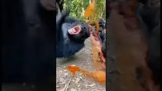 Naughty  Gorilla Pranks Dad with Chili Sauce 🌶️