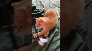 Playful British Shorthair energetic Kitten Chasing Feathers toy🎯 #catshorts #kittenPlaytime #catplay
