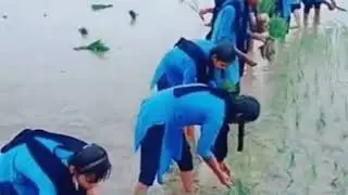 Maida ka rate