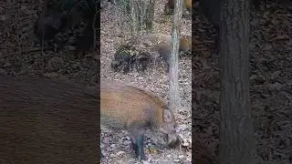 Wild Boar Eating on Mountain #pig #boar #animal #viral #short #wildpig #wildboar #wildlife