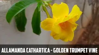 Golden Trumpet Vine flower video  | Allamanda cathartica  flower video | Yellow  flower video |
