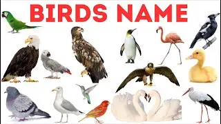 Birds for Kids | Learn 50 Bird Names with Pictures
