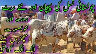 PURE CHOLISTANI BACHRIAN DAIRY FARMING QUALITY FOR SALE
