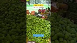 Fresh Deshari Mango Available Contact Us For Wholesale Business All Over India Supply #mango#shorts