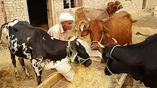 Pakistan Village Life | Cattles & Agriculture In Punjab