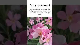 Nerium - The most poisonous plant