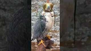 Hooded Lanner Falcon on the Fist!