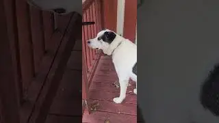 Наглая техасская белочка и терпеливая собачка Мэгги #собака #doglife #dogsdoingthings #happydog