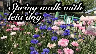 #Spring walks with Leia dog