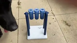 Max the Guide Dog vs. the Swing Puzzle &ndash; Round 1!