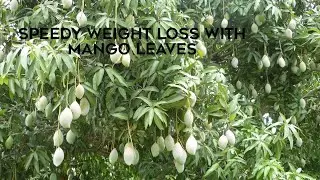 Mango leaves for weight loss// Surprisingly