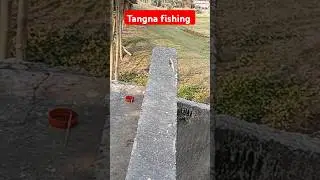 #fishing #tengrfish #fishingvideo #fish #tangrafish #villagefishing #dasifishing #funny