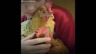 Chickens are actually very affectionate creatures