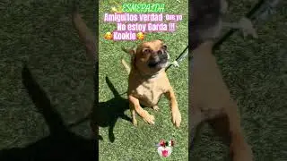 #suscribirse #perritosfelices #cachorrosdivertidos #perrita #pets #pet #dog #puppy #mundoanimal
