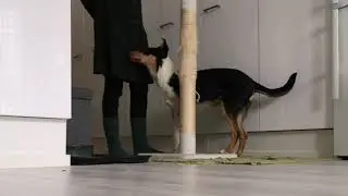 Training Dastro (5 months old)